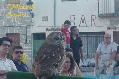 Exhibicion-de-cetreria-12