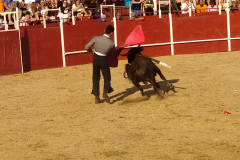 Festival-taurino-3