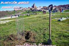 Plantacion-arboles-2