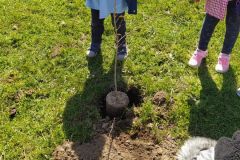 dia-del-arbol-22